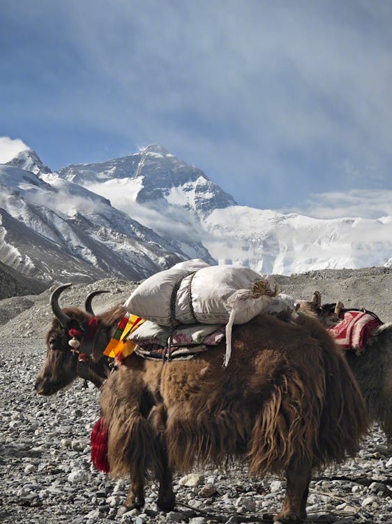 Tourist mounting a decorated yak with handler assistance in Ladakh