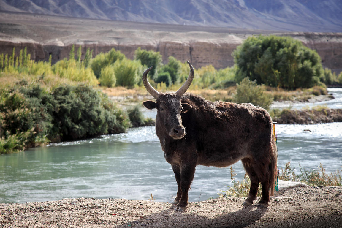 Yak safari along the Indus River near Leh