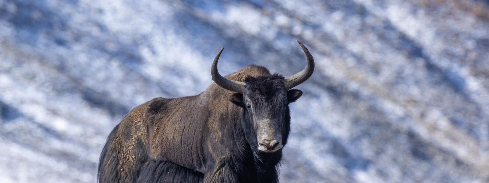 Yak safari through the stunning Nubra Valley in Ladakh