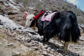 Yak Safari in Sikkim: Ride Points, Charges & Local Experience
