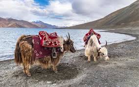 Colorfully decorated yak ready for safari at Tsomgo Lake Sikkim