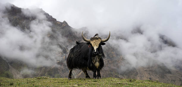 Yak grazing in the misty mountains near Tsomgo Lake