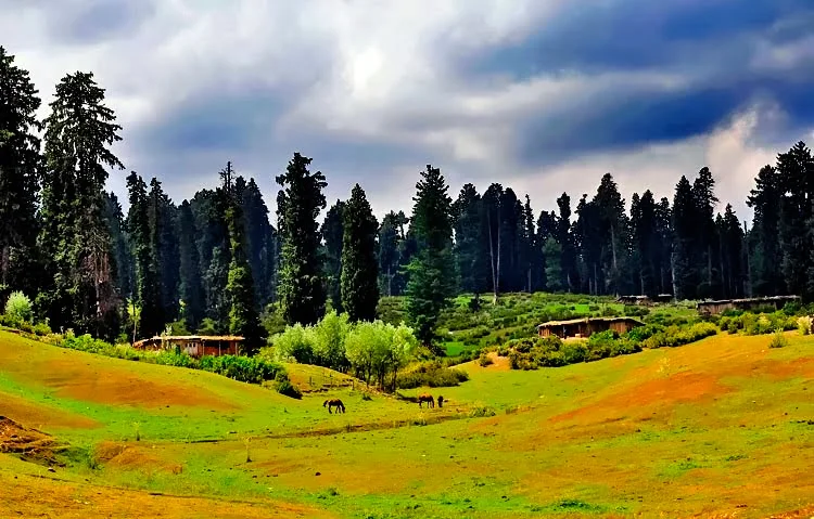 Wide alpine meadow view in Yusmarg Kashmir