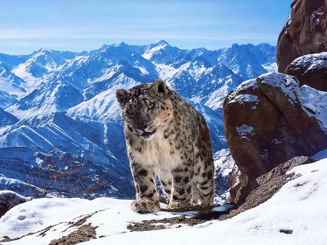 Snow leopard in snowy mountains